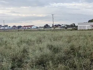 50x100 Plot for Sale in Barnabas Nakuru County.