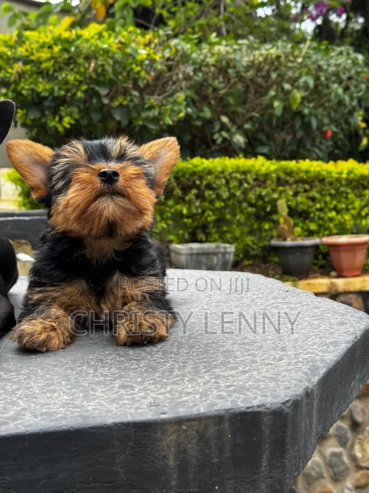 1-3 months Male Purebred Yorkshire Terrier