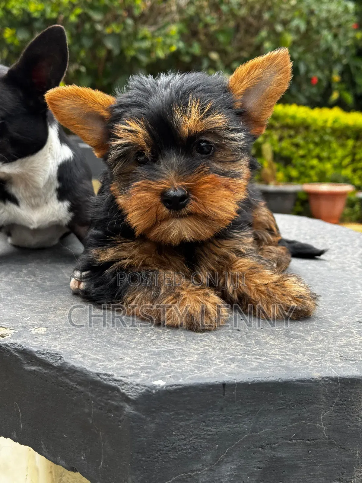 1-3 months Male Purebred Yorkshire Terrier
