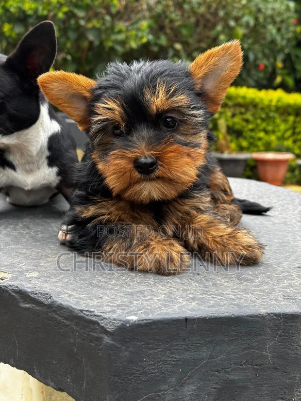 1-3 months Male Purebred Yorkshire Terrier - thumbnail 9