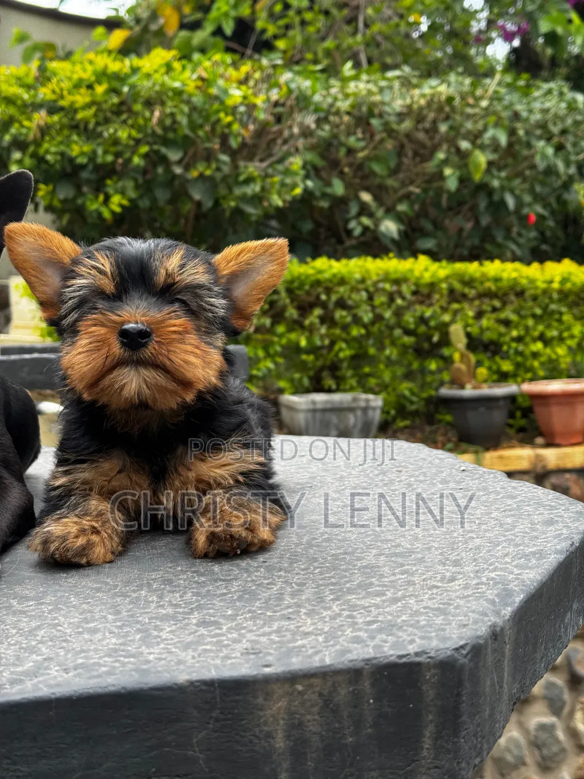 1-3 months Male Purebred Yorkshire Terrier