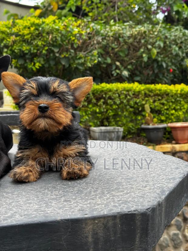 1-3 months Male Purebred Yorkshire Terrier - thumbnail 10