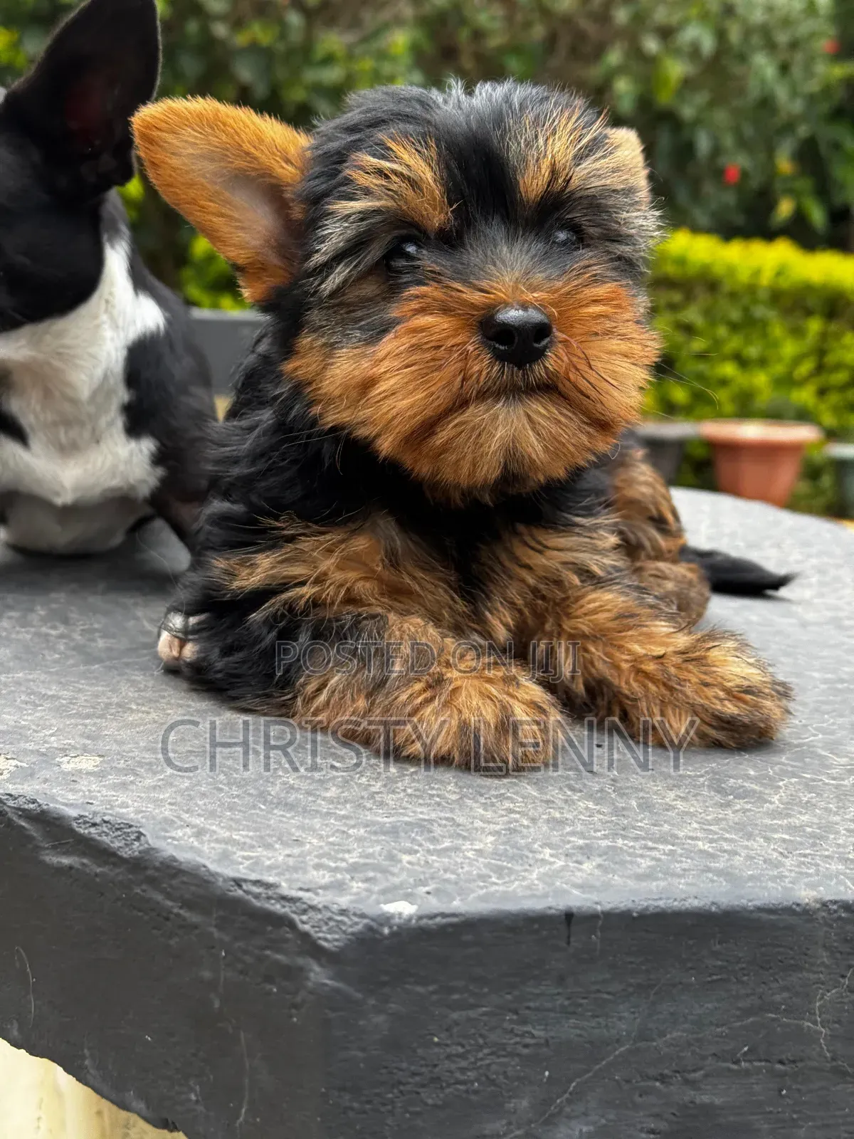 1-3 months Male Purebred Yorkshire Terrier