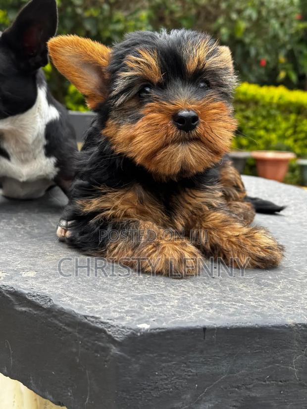 1-3 months Male Purebred Yorkshire Terrier - thumbnail 11