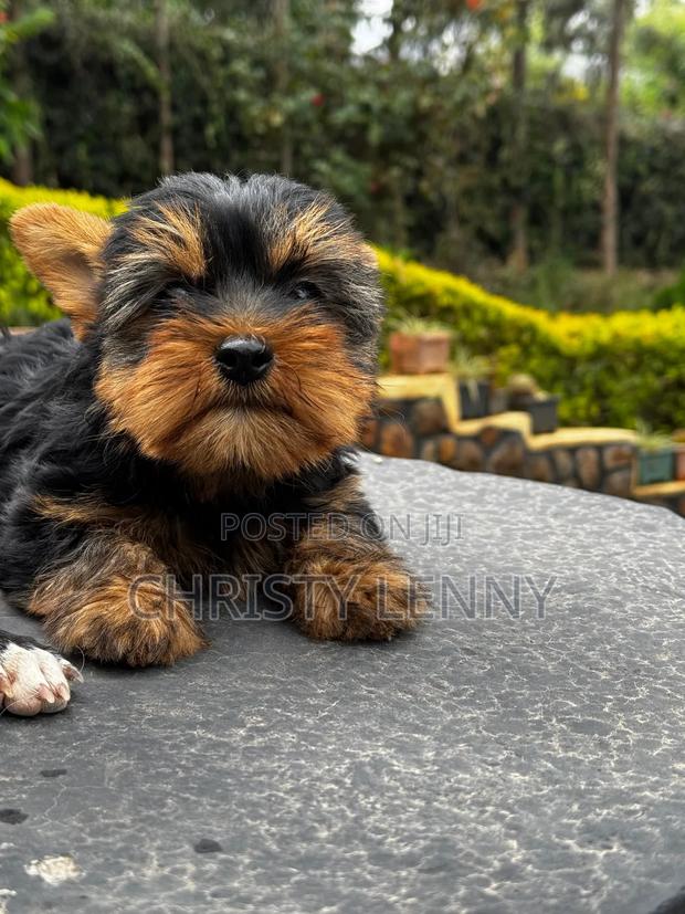 1-3 months Male Purebred Yorkshire Terrier - thumbnail 12