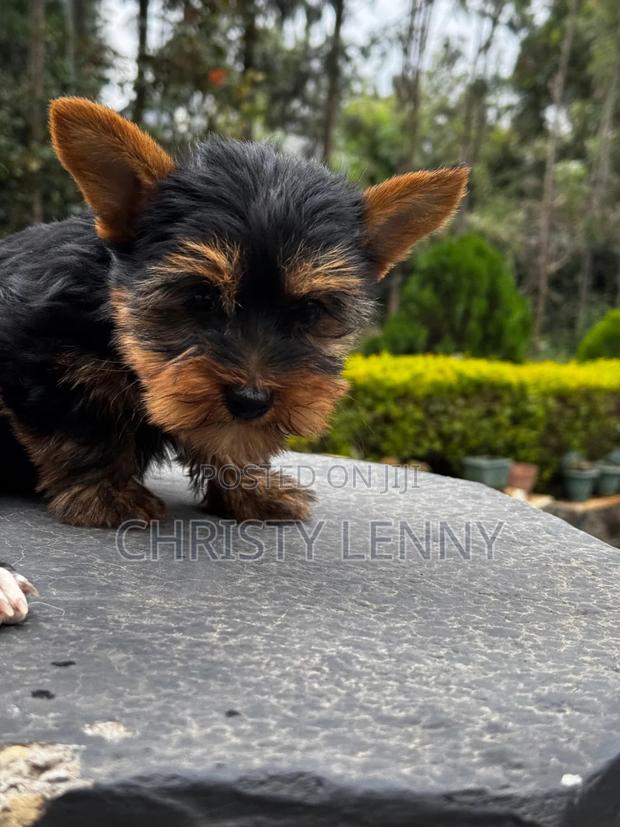 1-3 months Male Purebred Yorkshire Terrier - thumbnail 14