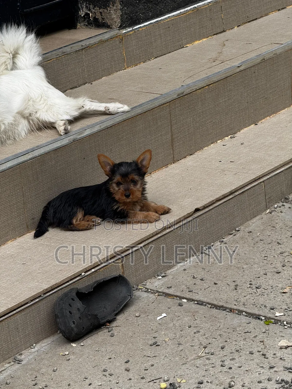 1-3 months Male Purebred Yorkshire Terrier