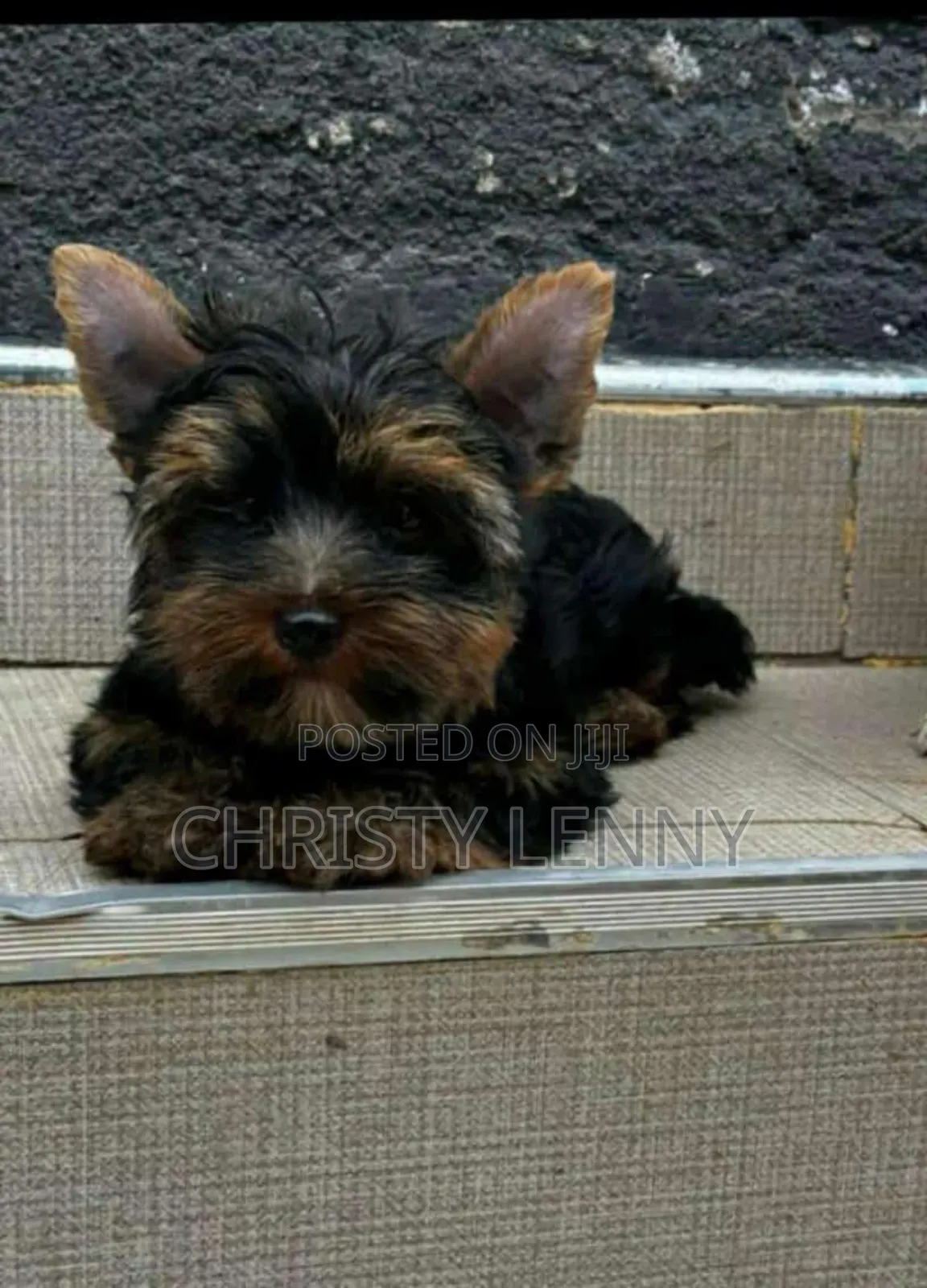 1-3 months Male Purebred Yorkshire Terrier