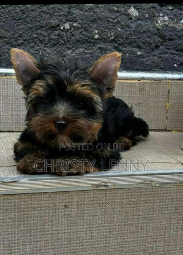 1-3 months Male Purebred Yorkshire Terrier - thumbnail 16