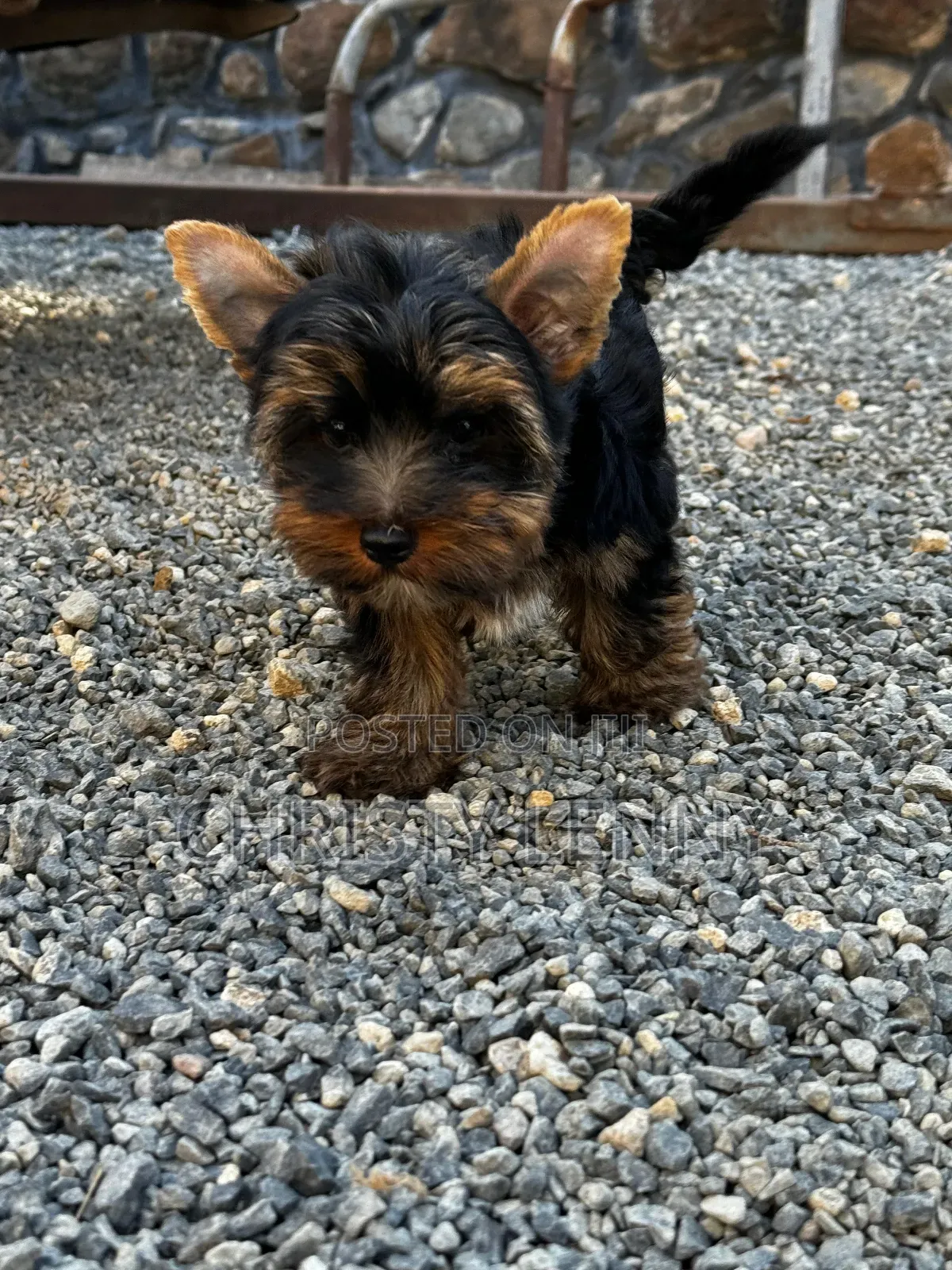 1-3 months Male Purebred Yorkshire Terrier