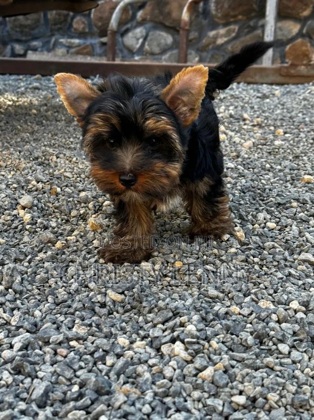 1-3 months Male Purebred Yorkshire Terrier - thumbnail 17