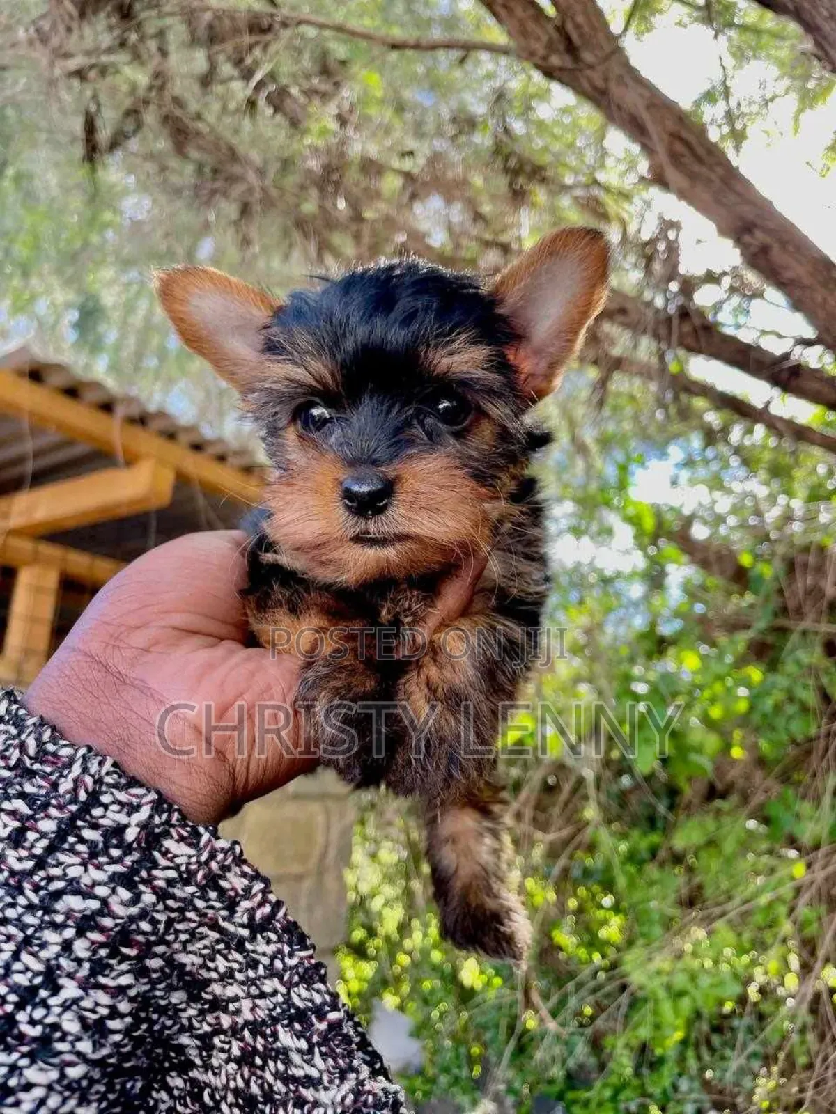 1-3 months Male Purebred Yorkshire Terrier
