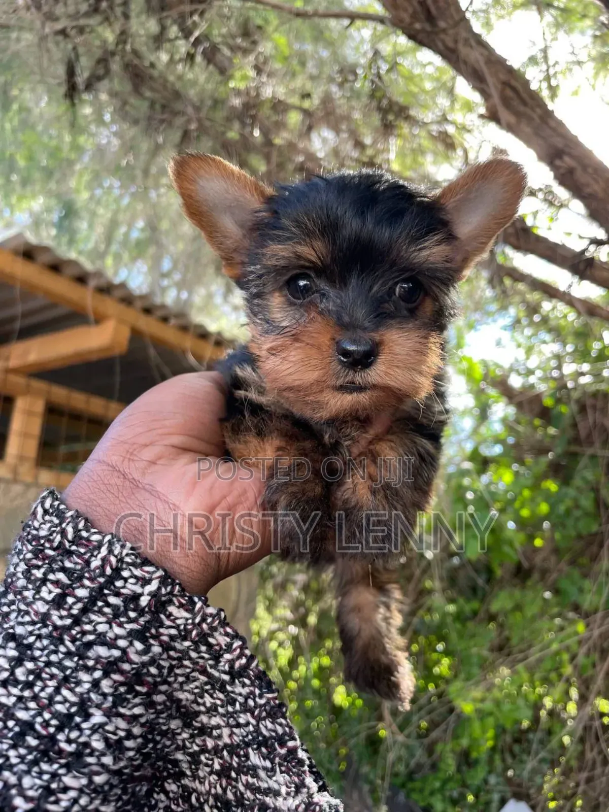 1-3 months Male Purebred Yorkshire Terrier