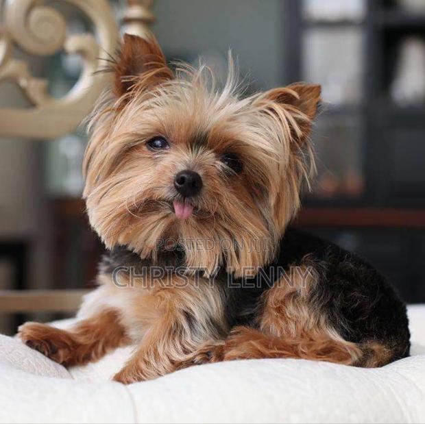 1-3 months Male Purebred Yorkshire Terrier - thumbnail 18