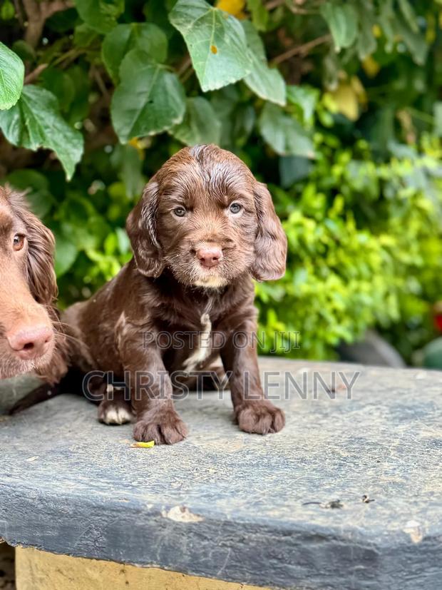 0-1 month Male Purebred Cocker Spaniel - thumbnail 3