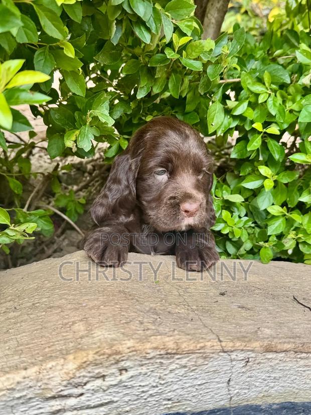0-1 month Male Purebred Cocker Spaniel - thumbnail 4