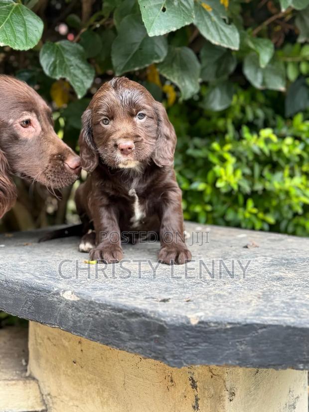 0-1 month Male Purebred Cocker Spaniel - thumbnail 21