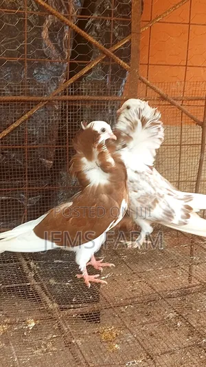 Cappuchine Pegions Pair