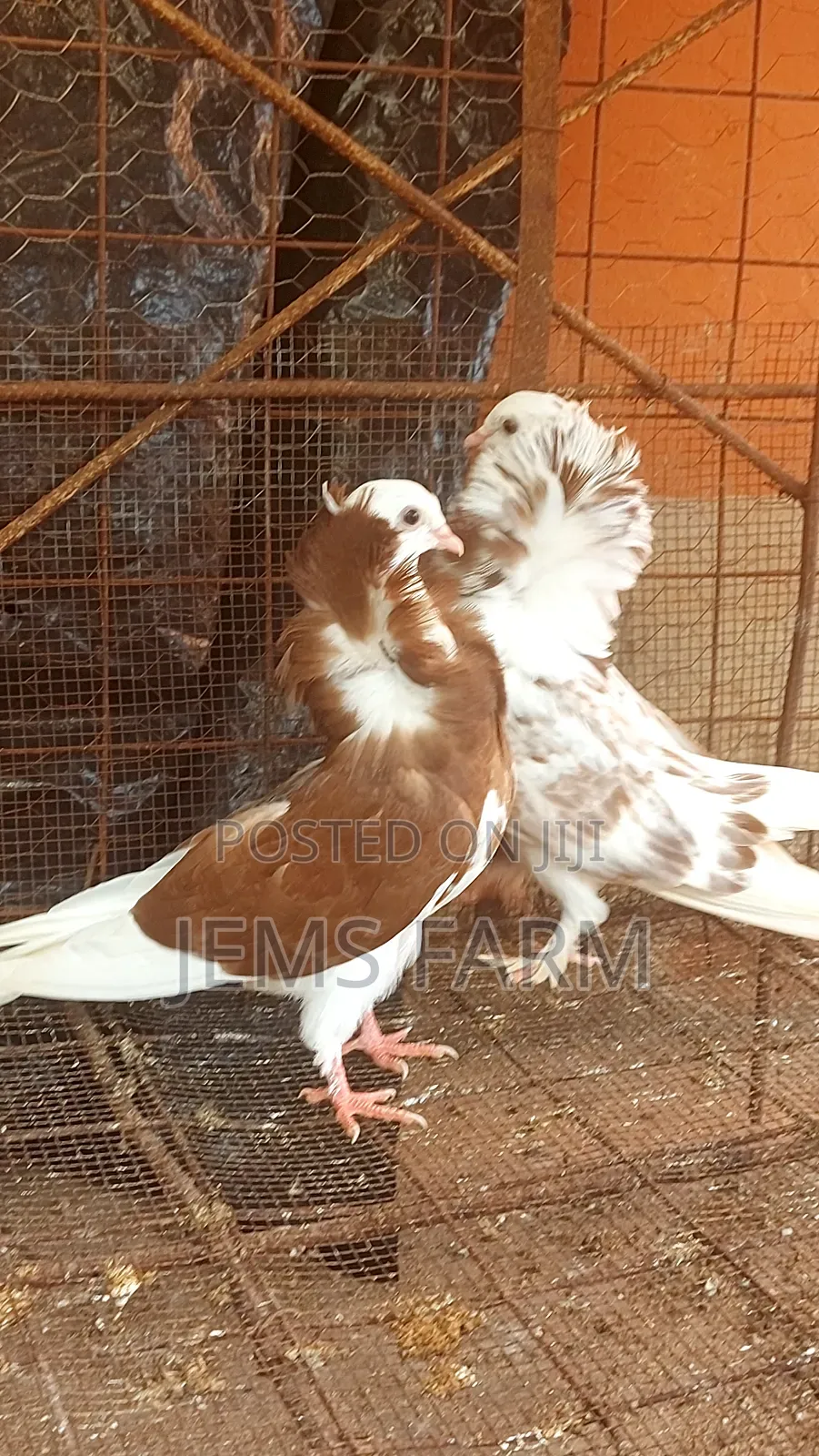 Cappuchine Pegions Pair