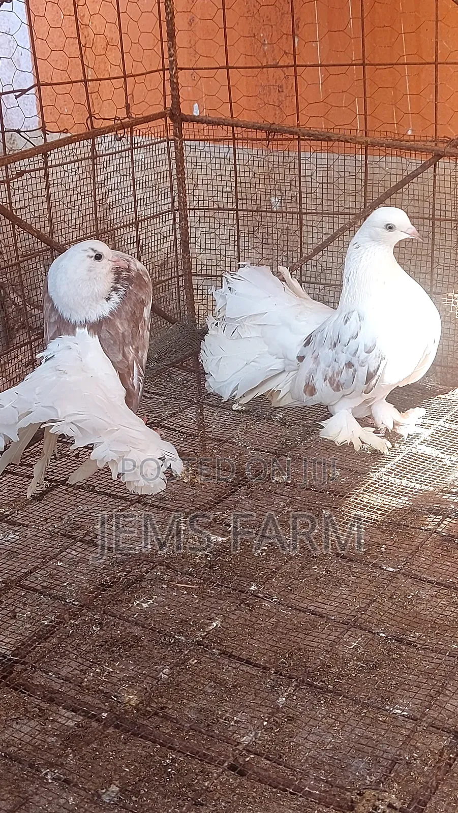 Fantail Pegions Pair