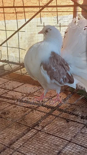 Fantail Pegions Pair