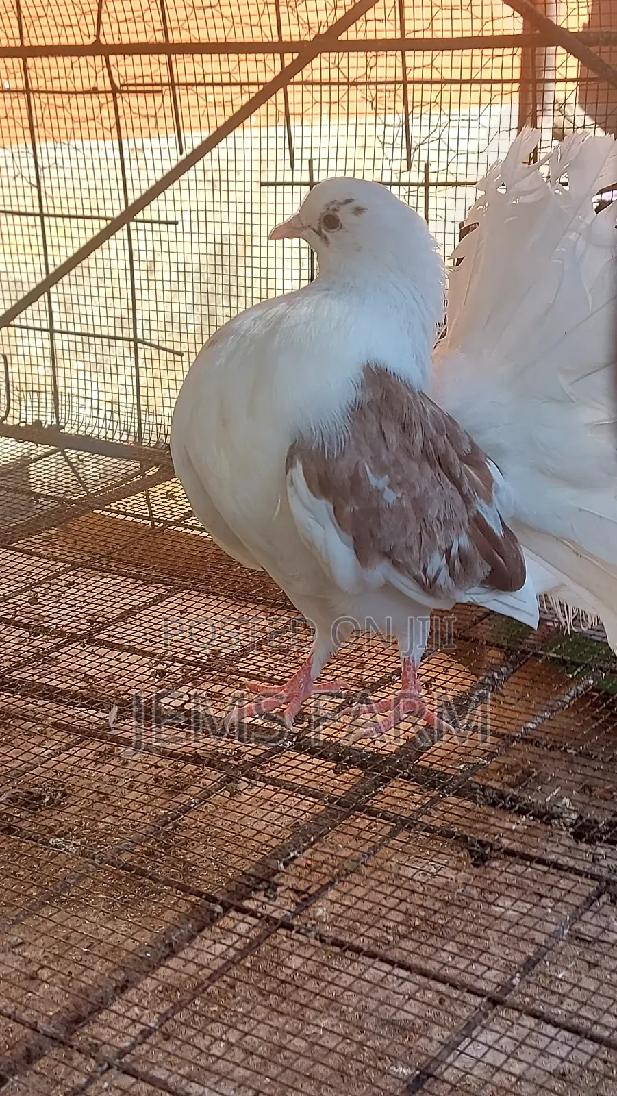 Fantail Pegions Pair