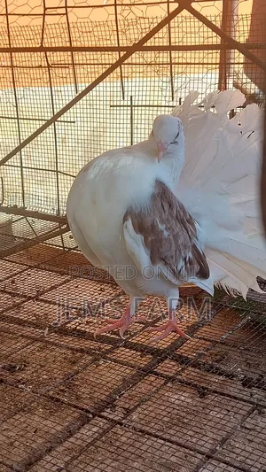Fantail Pegions Pair