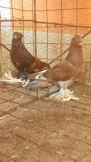 Mature Hungarian Pegions Pair