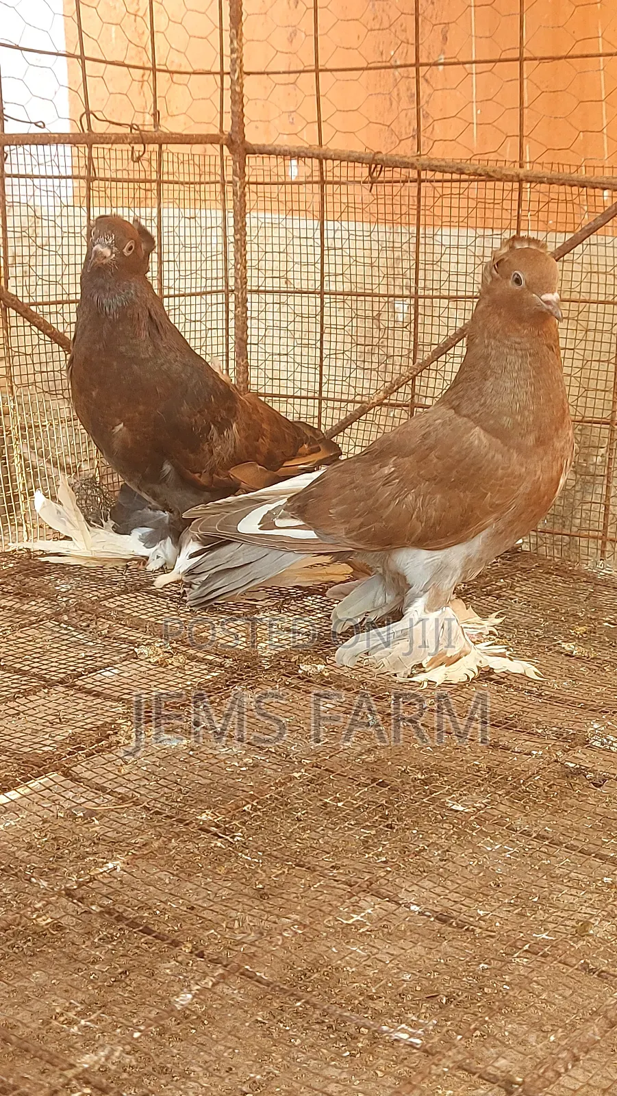 Mature Hungarian Pegions Pair