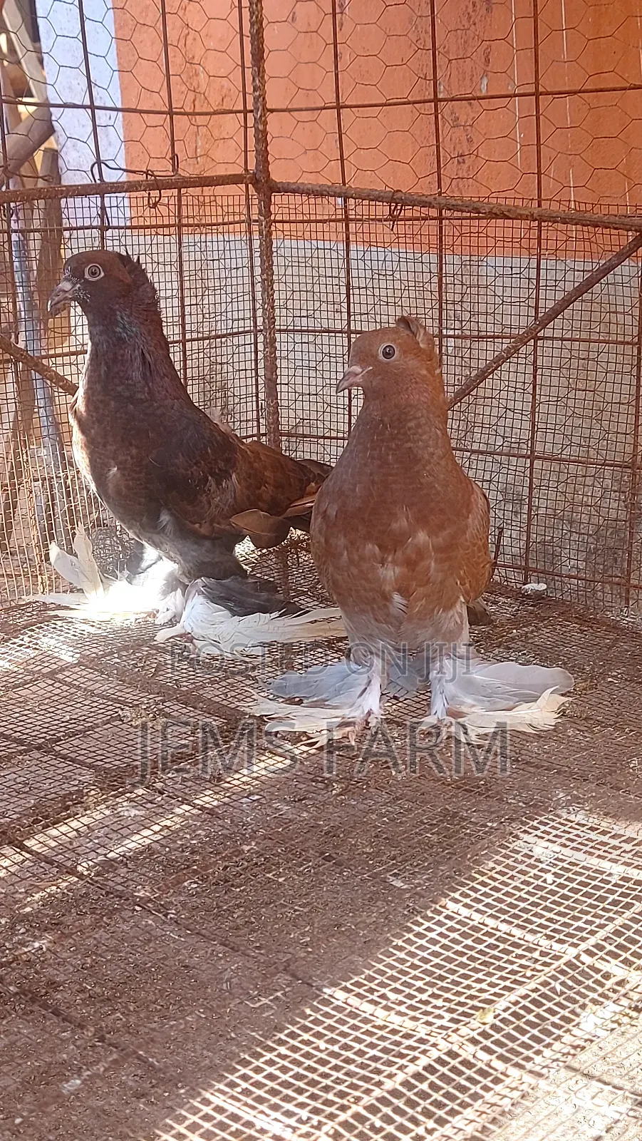 Mature Hungarian Pegions Pair