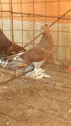 Mature Hungarian Pegions Pair