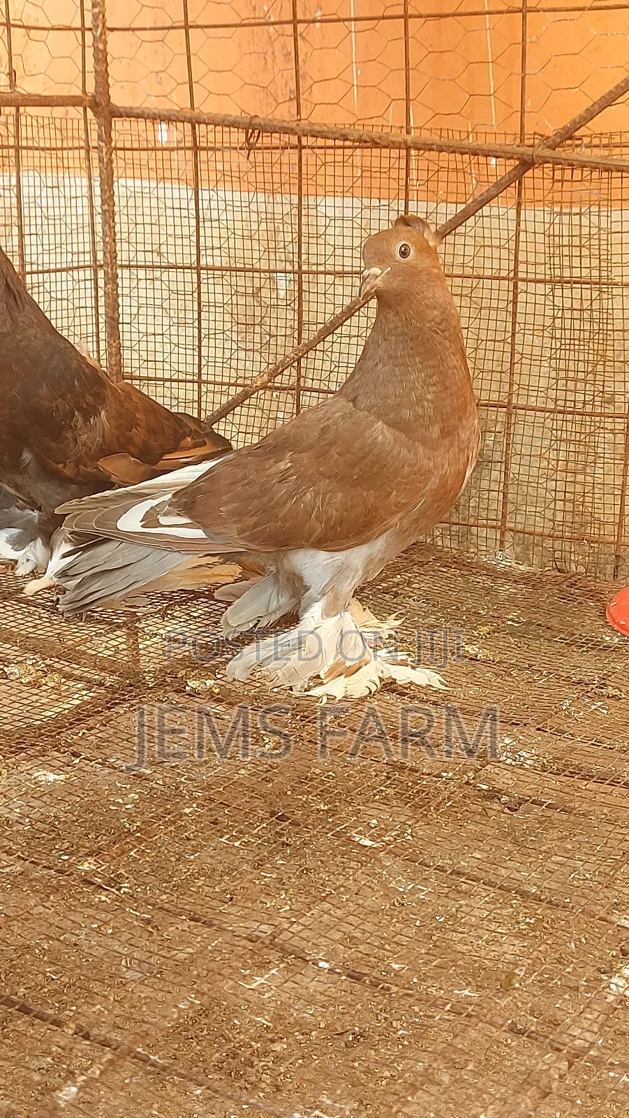 Mature Hungarian Pegions Pair