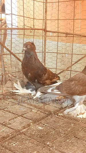 Mature Hungarian Pegions Pair