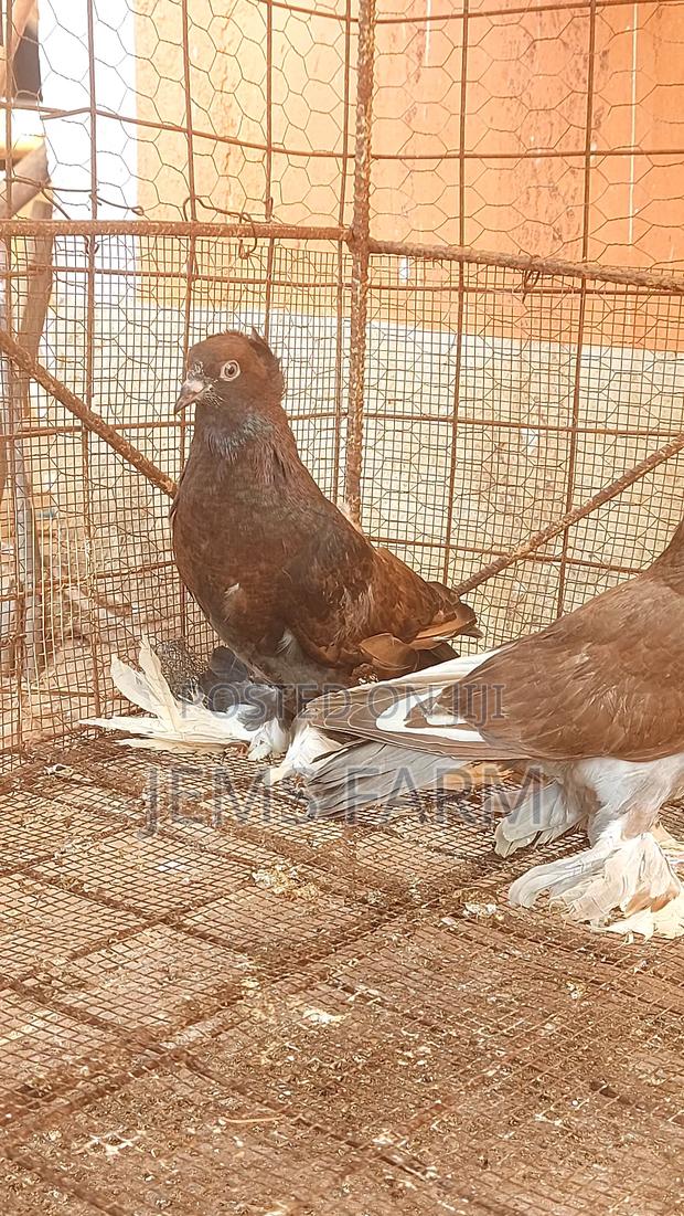 Upcoming Hungarian Pegions Pair - thumbnail 4