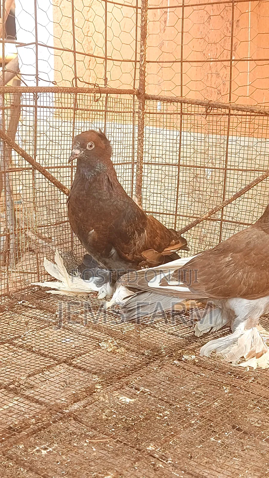 Mature Hungarian Pegions Pair