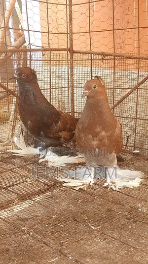 Mature Hungarian Pegions Pair