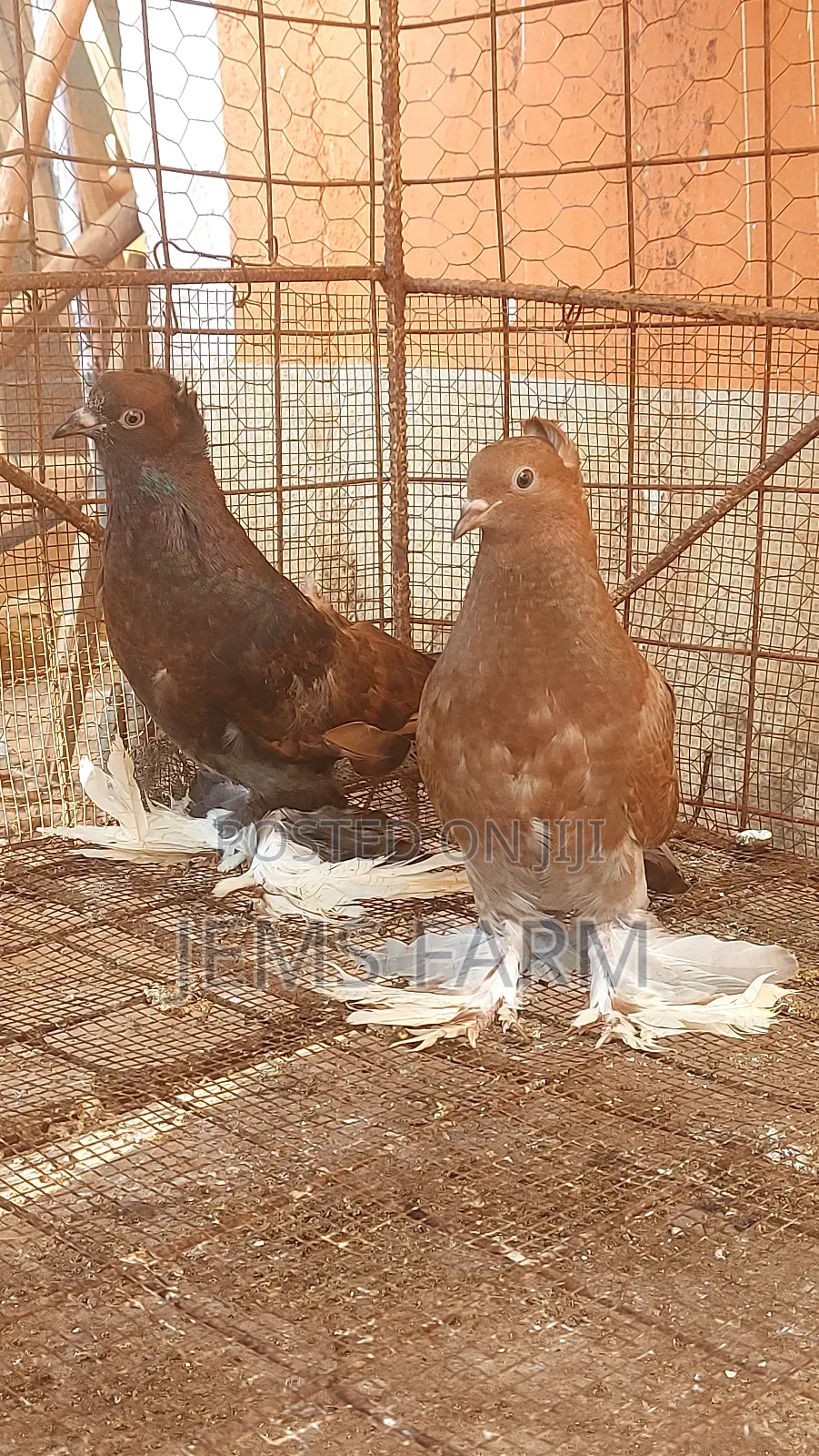 Mature Hungarian Pegions Pair