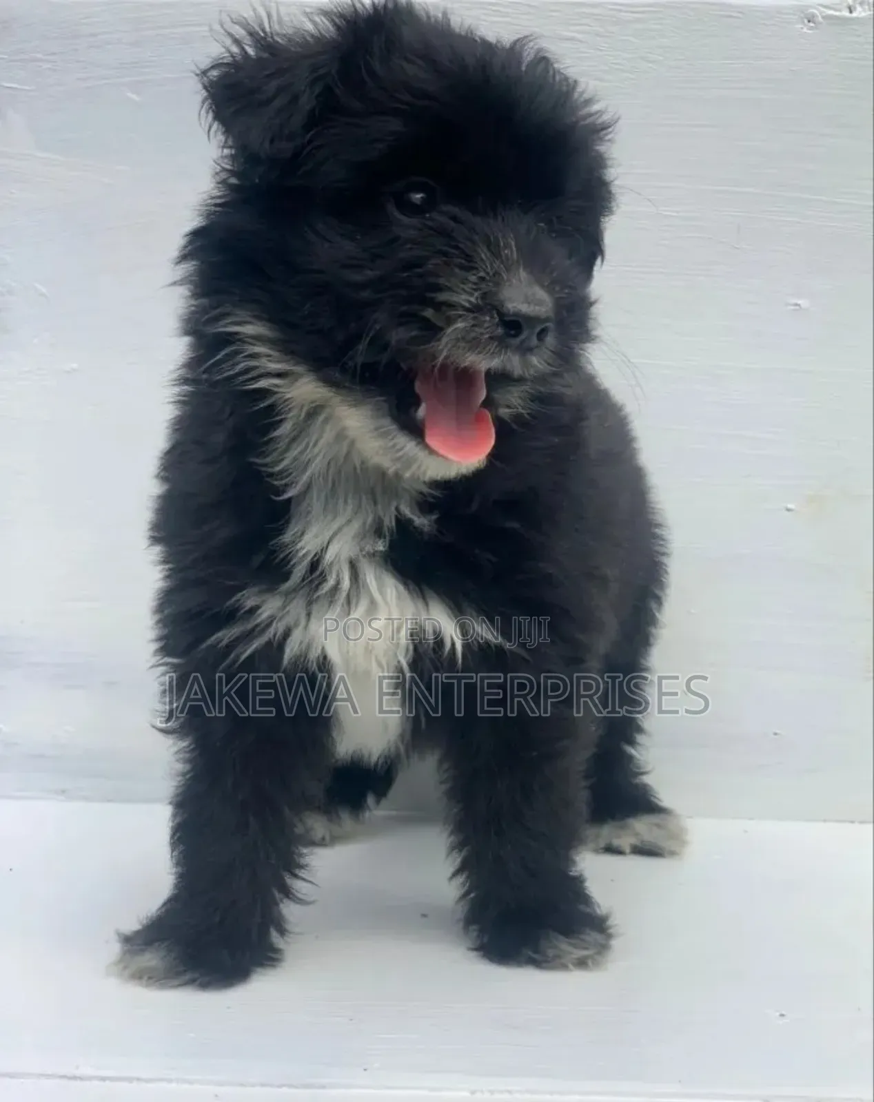 1-3 months Male Purebred Havanese