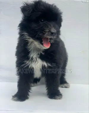 1-3 months Male Purebred Havanese