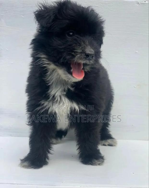 1-3 months Male Purebred Havanese - main view