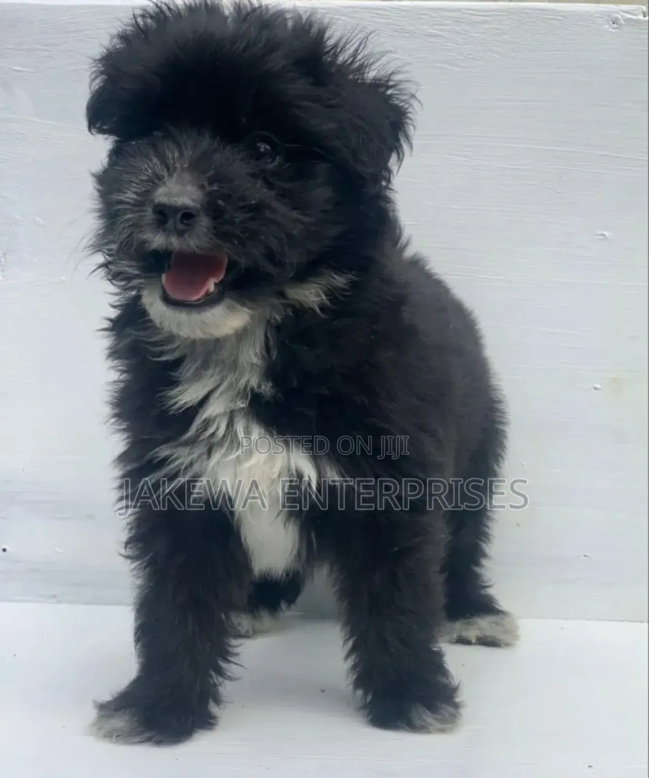 1-3 months Male Purebred Havanese