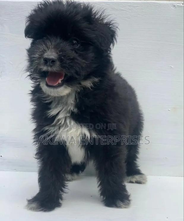1-3 months Male Purebred Havanese - thumbnail 2