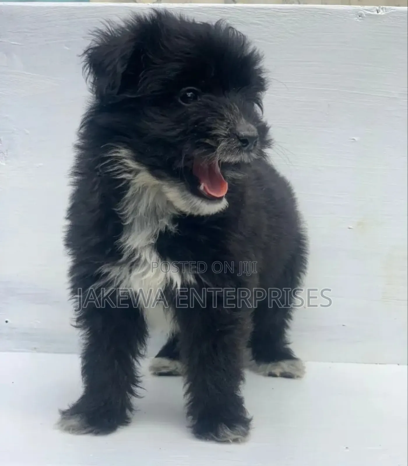 1-3 months Male Purebred Havanese