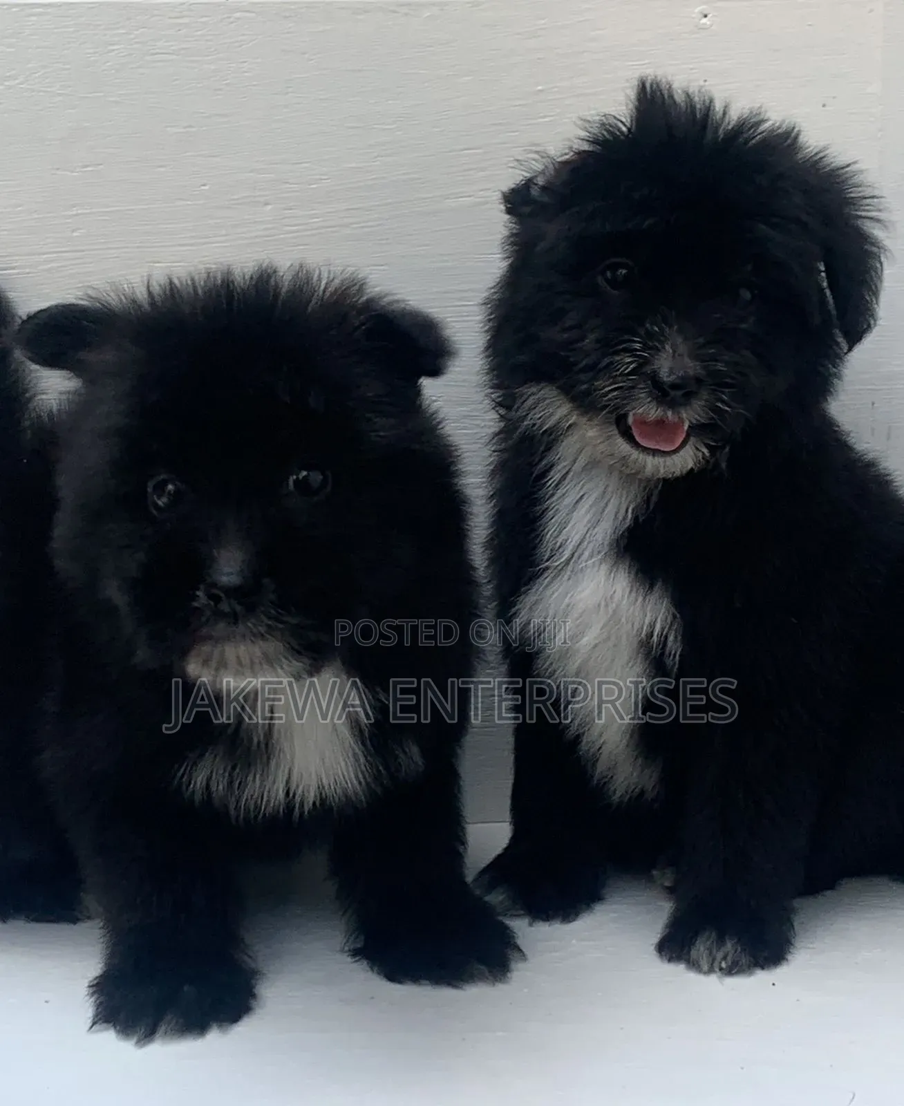 1-3 months Female Purebred Havanese