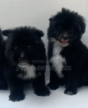 1-3 months Female Purebred Havanese