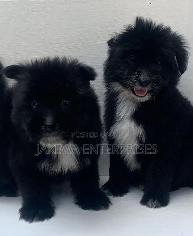 1-3 months Female Purebred Havanese