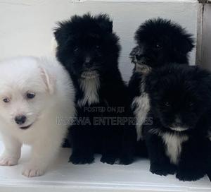 1-3 months Male Purebred Havanese - main view