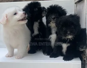 1-3 months Female Purebred Havanese
