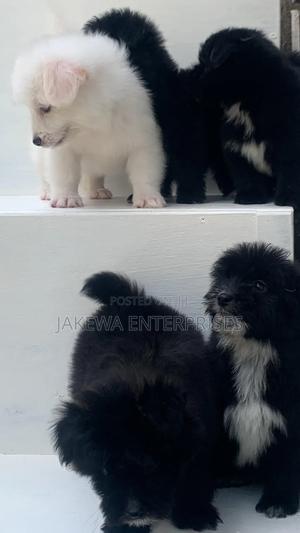 1-3 months Female Purebred Havanese - thumbnail 2