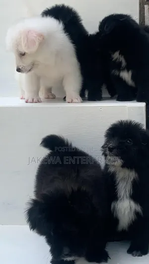 1-3 months Female Purebred Havanese